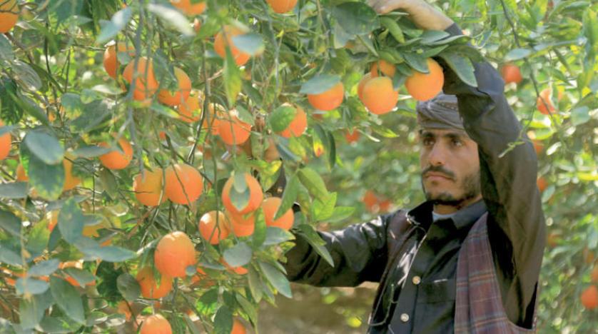 بعد ان اوهمتهم بإيقاف الإستيراد.. مليشيات الحوثي تضاعف من معاناة المزارعين وتغرق الأسواق بمنتجات إيرانية بأسعار منافسه