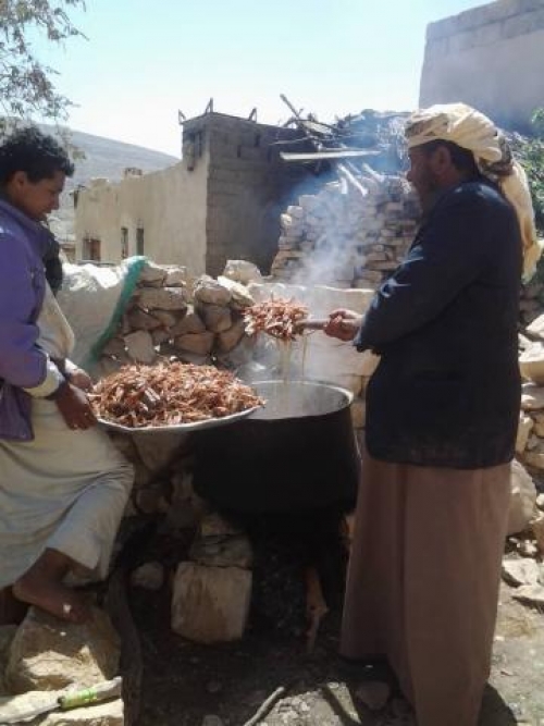 أسراب الجراد تواصل غزو محافظات صعدة وعمران و صنعاء
