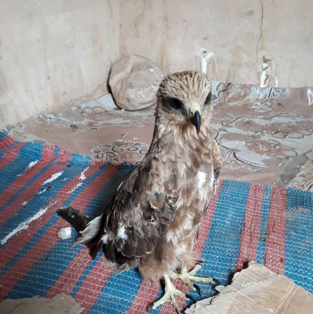 طالب يمني يصطاد صقراً نادراً بقطعة قماش (صورة) 