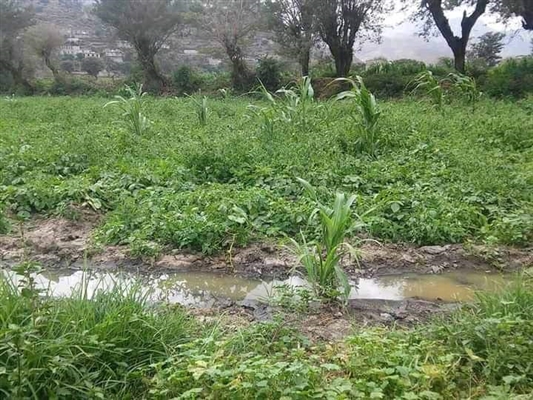 مزارعون في إب يسقون حقول الخضروات بمياه الصرف الصحي
